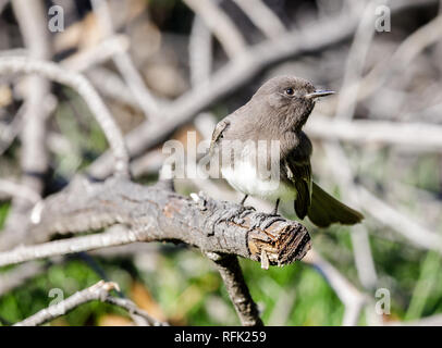 Schwarz Phoebe (White-winged), Erwachsener. Stockfoto