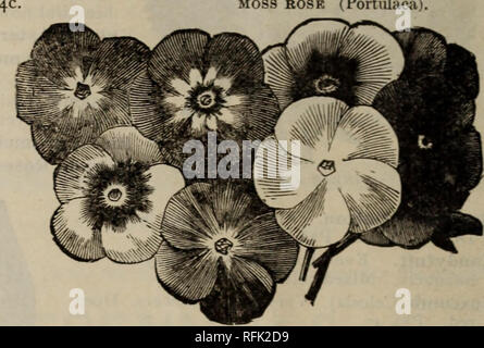 . Samen: 1899 Katalog von Sioux Falls Seed Company. Baumschulen South Dakota Kataloge; Gemüse; Früchte Samen Samen Kataloge Kataloge; Blumen Samen Kataloge; landwirtschaftliche Arbeitsgeräte Kataloge. (MOURXiNG KRiDE (scabiosa). Mos.s ROSK (portulak). Phlox Drummondi (Grandiflora). Keinen Garten, komplett ohne diese beliebte Blume. Fancy gemischte Farben. Pkt. 4c. Eisenkraut. Wir alle wachsen verbenias. Unsere Samen ist der feinsten deutschen belasten. Gemischt. Pkt. 4c. Wild Rose, Beulati Weaver. Wächst 10 bis 12 Fuß hoch. Pkt. 4c. Zinnia. ery modische Blume, resembl-ing die Dahlien. Besten doppel Sorten mi Stockfoto