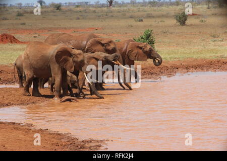 Eine Familie von afrikanischen Elefanten (Loxodonta africana) trinken in einer Savanne Teich an den Tsavo Ost Nationalpark, Kenia. Stockfoto