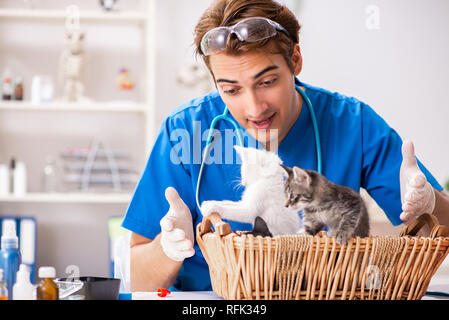 Tierarzt Arzt Kätzchen Prüfung in Animal Hospital Stockfoto