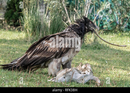 Lammergeir, Bartgeier (Gypaetus Barbatus), halten eine Rippe Knochen, Sunkar Falcon Center, Almaty, Kasachstan Stockfoto
