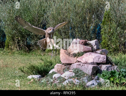 Captive Uhu (Bubo bubo) fliegen, Sunkar Falcon Center, Almaty, Kasachstan Stockfoto