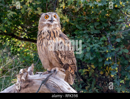 Captive Uhu (Bubo bubo), Sunkar Falcon Center, Almaty, Kasachstan Stockfoto