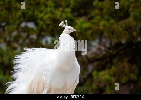 Eine schöne und ungewöhnliche weiße männliche leucistic Pfau in der natürlichen Einstellung Stockfoto