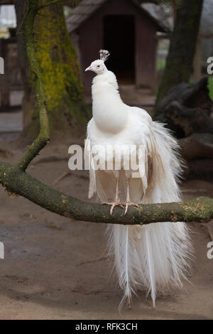 Eine schöne und ungewöhnliche Weiße leucistic Peacock thront auf einem Zweig mit langen Schwanzfedern Stockfoto