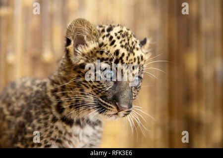 Nahaufnahme einer Afrikanischen leopard Cub mit einem neugierigen Blick auf seinem Gesicht Stockfoto
