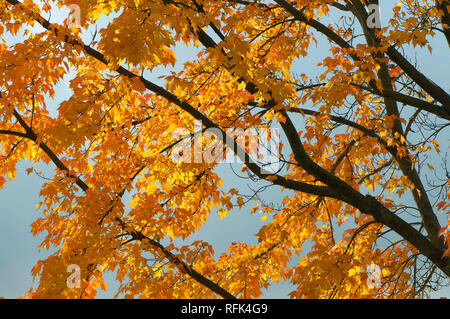 Zweige und die goldenen Blätter eines Ahornbaum vor blauem Himmel im Herbst. Stockfoto