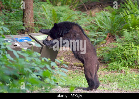 Amerikanischer Schwarzbär (Ursus americanus), Eingang zu einer Mülltonne in Coquitlam, British Columbia, Kanada zu gewinnen. Stockfoto