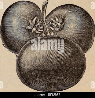 . Ein paar Samen und Pflanzen angemessen von der allgemeinen Kultur. Gemüse Samen Samen Kataloge Kataloge; Blumen; landwirtschaftliche Arbeitsgeräte Kataloge; kommerzielle Kataloge Ohio Zanesville. . Bitte beachten Sie, dass diese Bilder sind von der gescannten Seite Bilder, die digital für die Lesbarkeit verbessert haben mögen - Färbung und Aussehen dieser Abbildungen können nicht perfekt dem Original ähneln. extrahiert. Imlay, Jno. D; Jno. D. Imlay (Hart); Henry G. Gilbert Baumschule und Saatgut Handel Katalog Kollektion. [Zanesville, Ohio: Jno. D. Imlay] Stockfoto