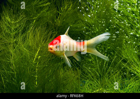 Koi Fisch mit natürlichen Hintergrund Stockfoto