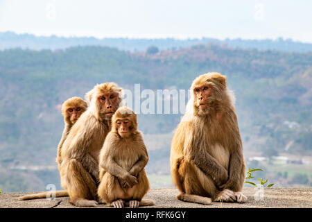 Familie der Affen sitzen auf der Straße und warten auf ein Tourist durch und ihnen Essen zu geben. Stockfoto