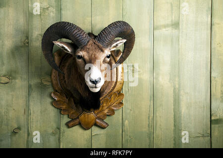 Vorbereitet Mufflon hängend an einer Holzwand Stockfoto