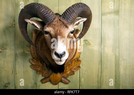 Vorbereitet Mufflon hängend an einer Holzwand Stockfoto