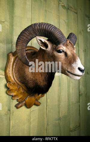 Vorbereitet Mufflon hängend an einer Holzwand Stockfoto