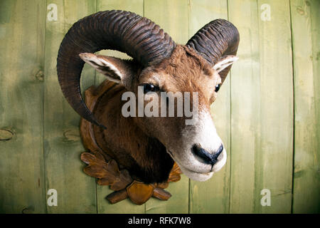 Vorbereitet Mufflon hängend an einer Holzwand Stockfoto