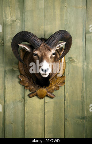 Vorbereitet Mufflon hängend an einer Holzwand Stockfoto