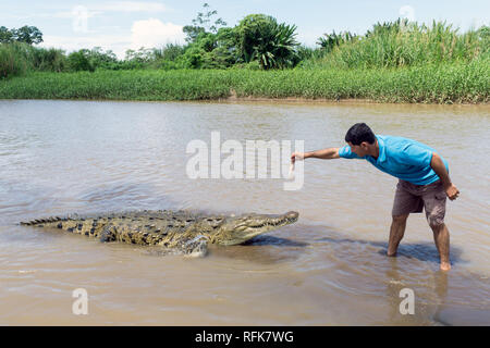 Tour Guide Hand Feeds großes Krokodil auf dem tarcoles Fluss-, Jaco Puntarenas/Costa Rica Stockfoto