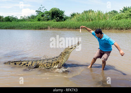 Tour Guide Hand Feeds großes Krokodil auf dem tarcoles Fluss-, Jaco Puntarenas/Costa Rica Stockfoto