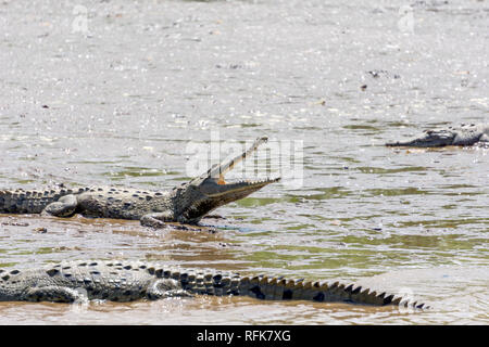 Wilde Krokodile sonnen Sie sich in dem tarcoles Fluss, Puntarenas, Costa Rica Stockfoto