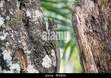 Weibliche Plumed Basilisk oder Jesus Lizard - Wildtiere in Manzanillo, Limon, Costa Rica Stockfoto