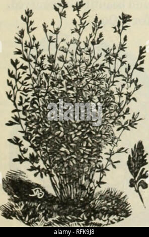 . Futterpflanzen und Gräser: Gemüse- und Blumensamen und Pflanzkartoffeln. Gemüse Samen Kataloge; Futterpflanzen Samen Samen Kataloge Kataloge; Obst; kommerzielle Kataloge New York (State). Orchard Grass. Diese Sammlung der zehn Arten, eine Packung für 75 cts verschickt. und ein paar Probe Pakete von Gemüsesaatgut hinzugefügt. Klee und Gräser per E-Mail. Alfalfa oder Iiucerne. Besonders im Süden und Westen; sow 15 lbs. Bis morgen. Pfund, 25 cts. ; 10 lbs., 2 $; per e-mail. Alsike oder riesige Weißklee. Eine wenig bekannte, aber sehr wertvolle Klee; kalte, trockene und nasse Wetter stehen, und Stockfoto