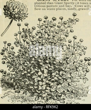 . Futterpflanzen und Gräser: Gemüse- und Blumensamen und Pflanzkartoffeln. Gemüse Samen Kataloge; Futterpflanzen Samen Samen Kataloge Kataloge; Obst; kommerzielle Kataloge New York (State). CA. TALOOUE von OLIVER H. zeichnete, IIIBERN'IA, NEW YORK. 18 riesige SPl' HKY für abgenutzte, Klee krank, sandigen, kiesigen Boden keine bessere Ernten können als riesigen Spurry sein - es Tönen, getragen aus Boden und produziert eine Fülle von süßen nu-tritious Weide und die Bucht. Kühe mehr geben und bessere Milch und Butter, wenn auf dieser zugeführt. Über Abfälle stellen, Sand, Kies, steinigen Hügeln und Feldern säen und gleichen Zurück fr Stockfoto