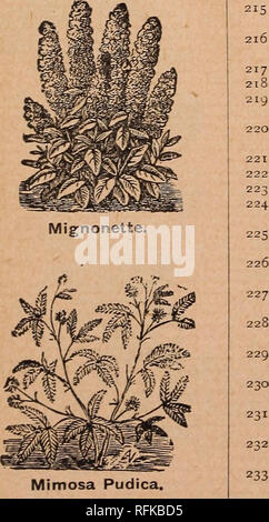 . Pearce der Samen, 1896. Baumschulen Ontario Kataloge; Blumen Samen Kataloge; Gemüse; Früchte Samen Samen Kataloge Kataloge. Maurandia. 194 i 95 196 197 198 199 200 201 202 203 204 dunklen Laub Varie - Krawatten.. Mimosa Pudica. Mimulus Moschatus (Moschus).&amp; bekannte Favorit; gelbe Blüten. % Ft. 5c. Mina Lobata. âHardy klettern Jährliche; Bären Blütenstände der leuchtend rote, orange, yeilow und gelblich-weiße Blüten, 12 cm in der Länge. Höhe, 18 Fuß. Pkt., 10 C. Momordica, feinste gemischt (Balsam Apfel). âA Hälfte - Hardy, üppiger Sommer Kletterer. Höhe, 10 Fuß. Pkt., 5c. MyosOtiS Alpestris (Für Stockfoto