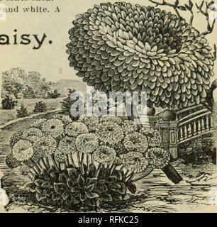 . Schöne Blumen aus der Calla Gewächshäuser. Baumschulen (Gartenbau) Ohio Kataloge; Blumen; Pflanzen Kataloge Kataloge; Templin-Bradley Seed Company; Baumschulen (Gartenbau); Blumen; Pflanzen. DATUM FÜLLHORN. (Füllhorn). Die Grand, t i nmpet-förmige Mitgift Messen von 7 auf 9 cm in der Länge und Lieb Zoll über und bilden drei unterschiedliche jedes Trompeten innerhalb der anderen wächst. Der Hals und Mund der Krone sind fein weiß, während die Außenseite mit lila marmoriert ist, bilden die meisten sti iUin j. Kontrast. Die Bowers, die sehr süß sind, in großer Fülle produziert werden. Die Stockfoto