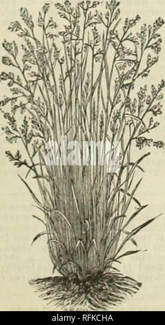. Northern gewachsen getestet Samen. Baumschulen (Gartenbau) Minnesota Kataloge; Gemüse; Blumen Samen Kataloge Kataloge; Baumschulen (Gartenbau); Gemüse; Blumen. Bromuf bternras. (Österreichische Brome Gras. Mcmlow Schwingel, italienische WEIDELGRAS. (Loiium itaiienm.) Biennale. Höhe 18 bis 30 Zoll. Eine Vielzahl einzigartiger für pioducing eine Fülle von nahrhaften zweigte in I er en fly Frühling, sowie ich Futter bout d er Meer - Sohn, und Es ghes schnell und aufeinanderfolgenden Wucherungen unlil Spät im Herbst, auch wenn mehrmals geschnitten, die ich Dürren in gutem Zustand ami nicht zu trocken ist. Es ist der Erfolg Stockfoto