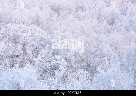 Winter Forest. Bäume im Schnee Textur Stockfoto