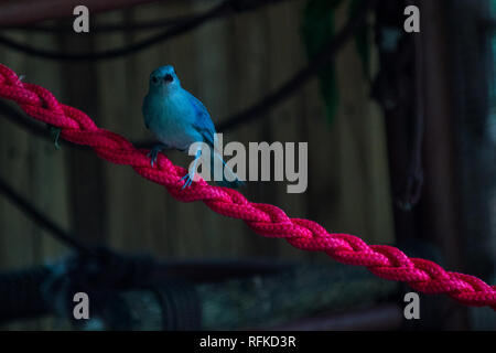 Ein Porträt von einem blau-grauen Tanager (Thraupis episcopus) ruht auf einem rosa Seil. Stockfoto