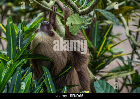 Ein schönes Porträt einer gerettet Faultier klettern auf einen Baum (kopfüber) bei Jaguar Rescue Center, Puerto Viejo, Costa Rica Stockfoto