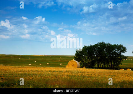 Buffalo Gap National Grassland, South Dakota. Heuballen in die Felder Stockfoto