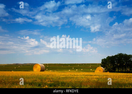 Buffalo Gap National Grassland, South Dakota. Heuballen in die Felder Stockfoto