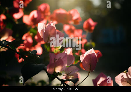 Bougainvillea Blume im Sonnenlicht Stockfoto