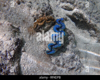 Unterwasseransicht einer Riesenmuschel (Tridacna Gigas) mit blauen Lippen in der Lagune von Bora Bora, Französisch-Polynesien Stockfoto