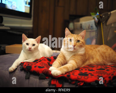 Die flamme Mitzie point Siam teilen die Decke mit Mika die orange Tabby Stockfoto