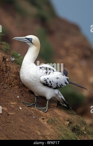 Basstölpel (Morus Bassanus) Stockfoto