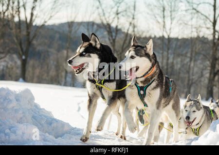 Ein Team von vier husky Schlittenhunde laufen auf einem schneebedeckten Wilderness Road. Rodeln mit Husky Hunde im Winter der tschechischen Landschaft. Husky Hunde in ein Team in der WINTE Stockfoto