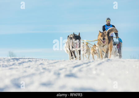 Ein Team von vier husky Schlittenhunde laufen auf einem schneebedeckten Wilderness Road. Rodeln mit Husky Hunde im Winter der tschechischen Landschaft. Husky Hunde in ein Team in der WINTE Stockfoto