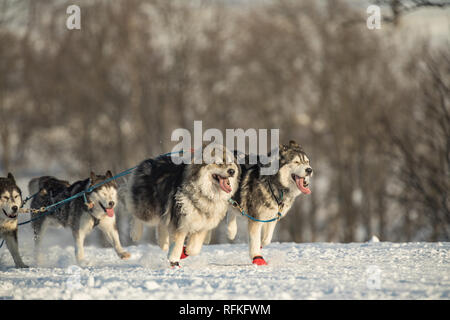 Ein Team von vier husky Schlittenhunde laufen auf einem schneebedeckten Wilderness Road. Rodeln mit Husky Hunde im Winter der tschechischen Landschaft. Husky Hunde in ein Team in der WINTE Stockfoto