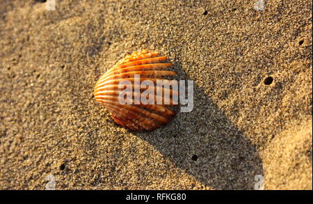 Große einsame Muschel am Strand. Orange, Braun und Weiß. vertikale Streifen. Schöne und furchtlos auf dem Sand. Stockfoto