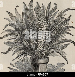 . Der Meister Stadt Gewächshäuser: Handel Liste. Baumschulen Ohio Springfield Kataloge; Pflanzen, Zierpflanzen, Rosen Kataloge Kataloge Kataloge; Lampen; Blumen (Pflanzen) Kataloge. ONYCHIUM JAPONICUM. Dies ist der daintiest aller die Farne in unserer Sammlung. Die Wedel sind sehr fein und delikat, der tiefsten Grün, wächst rapidlv, und die einfachste von ail zu kultivieren. 50 Cent pro Dutzend; $ 4,00 pro hundert. LYGODIUM Tlie SCANDENS. - Japanische Klettern' Fern. Dies macht ein Wachstum von acht bis fünfzehn Fuß und ist ein sehr anmutig, zierlich und wünschenswerten Vielfalt. 50 Cent pro Dutzend; 4 $ pro hundert. NEPHR Stockfoto