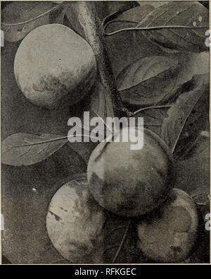 . Katalog für Herbst 1900. Baumschulen (Gartenbau) New York (State) Rochester Kataloge; Obstbäume Sämlinge Kataloge; Obst Kataloge. zu Simonii als eines ihrer Eltern. Der Baum ist perfekt Hardy mit uns. Es beeindruckt uns Als schüchtern Inhaber, obwohl unsere Bäume sind noch nicht genügend Zeit, um uns zu ermöglichen, dieser Punkt geprüft zu haben. Es ist sicherlich nicht vollständig in die Lager kommen so früh wie andere Sorten von Japanische Pflaumen. Von der Gewohnheit der weit unten auf dem alten Holz und die relativ kleine Menge 24.02.2004 Holz Oberfläche, die es macht, verspricht es nicht sehr fruchtbar zu sein. Prunu Stockfoto