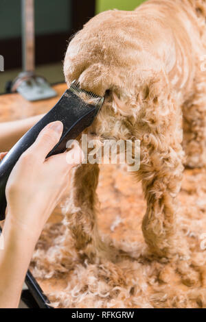 Pflege die Haare von Braun Hunderasse Cocker Spaniel. Die Groomer verwendet einen Trimmer für die Fellpflege Hund. Stockfoto