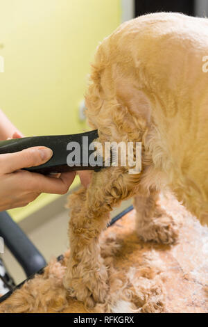 Pflege die Haare von Braun Hunderasse Cocker Spaniel. Die Groomer verwendet einen Trimmer für die Fellpflege Hund. Stockfoto