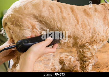 Pflege die Haare von Braun Hunderasse Cocker Spaniel. Die Groomer verwendet einen Trimmer für die Fellpflege Hund. Stockfoto