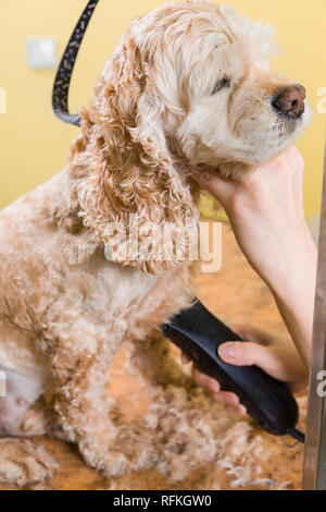 Pflege die Haare von Braun Hunderasse Cocker Spaniel. Die Groomer verwendet einen Trimmer für die Fellpflege Hund. Stockfoto