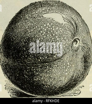 . Frühjahr 1899. Baumschulen Ohio Kataloge; Gemüse Samen Kataloge Kataloge; Lampen; Blumen (Pflanzen) Kataloge; Pflanzen, Zierpflanzen Kataloge; Obstbäume Sämlinge Kataloge; Obst Kataloge. Pissard? Oder Purple-Leaved. Eine kleine Baum mit sehr dunkel, Lila Blätter, die ihre Farbe durch Tragen der Jahreszeit; die wünschenswerteste Lila - Blatt Baum oder Strauch für Zier pflanzen und sollten in allen Sammlungen. Blumen einzelnes, weiß, Obst kleine, rote, von guter Qualität. Prinz von Wales. Rund; rötliches Purpur; Baum sehr winterhart und ein grosser Hoffnungsträger. Sept. Peters' gelb Gage. Große ovale, helle y Stockfoto