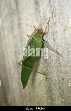 Gum Leaf Katydid, (Torbia viridissima) Stockfoto